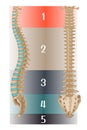 Human spine anatomy. Side and back views.